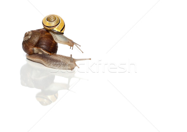 Snail Passenger Transportation Stock photo © limbi007