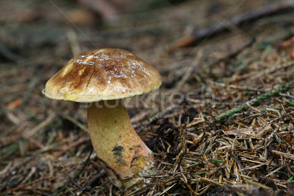 Tinóru gomba ehető gomba étel erdő király Stock fotó © limbi007