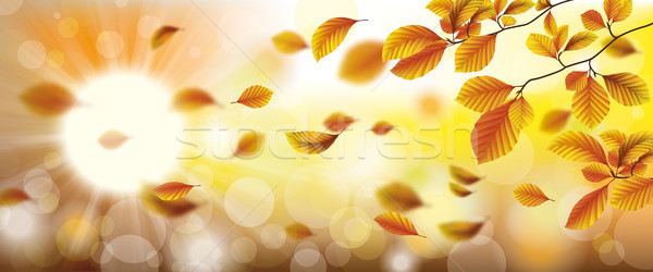 Herbst Laub fallen Wind Sonnenstrahl Kopfzeile Stock foto © limbi007