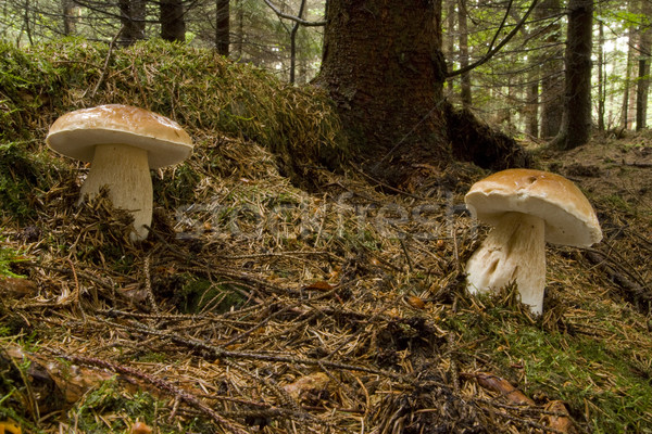 王 牛肝菌 食用 蘑菇 食品 森林 商業照片 © limbi007