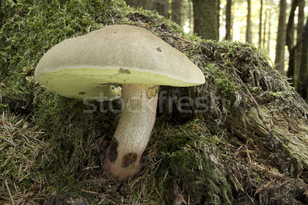 Tinóru gomba gyönyörű gomba fa étel erdő Stock fotó © limbi007