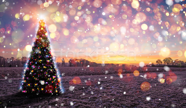 Christmas Tree Frozen Nature Sunset Bokeh Snow Stock photo © limbi007