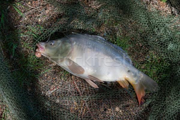 鯉魚 著陸 淨 食品 木 湖 商業照片 © limbi007