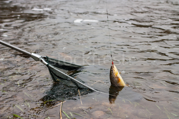 Landing net bruin forel vis Stockfoto © limbi007