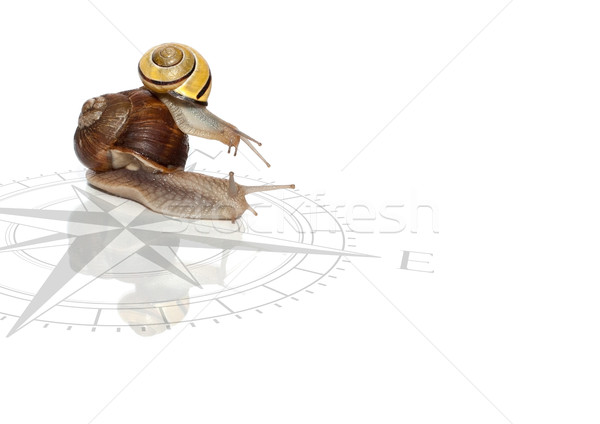 Snails Passenger Transportation Compass Stock photo © limbi007