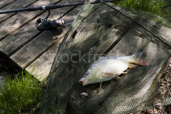Carp In The Landing Net Stock photo © limbi007
