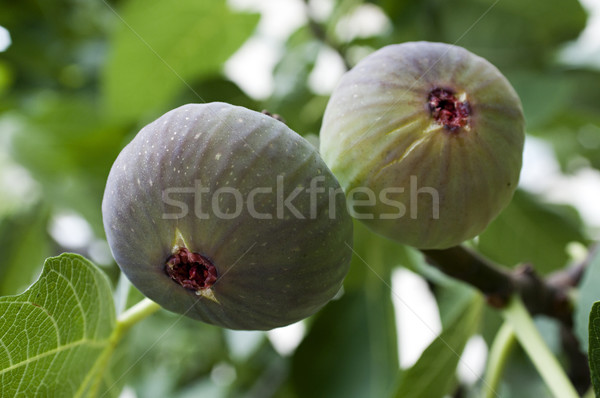 Maduro árbol verde frutas frescos semillas Foto stock © limpido