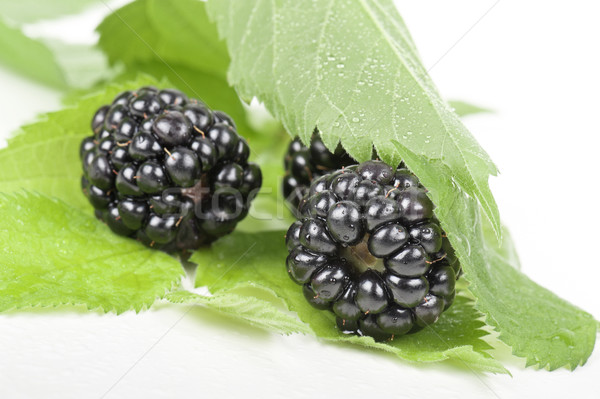 blackberries Stock photo © limpido