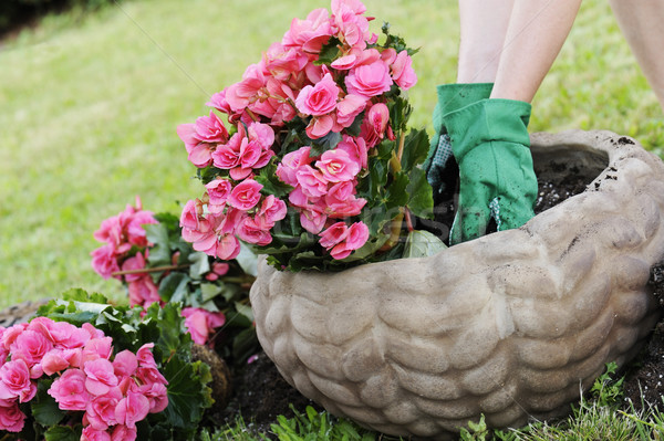 Foto d'archivio: Giardinaggio · pot · suolo · impianto · fiori · giardino