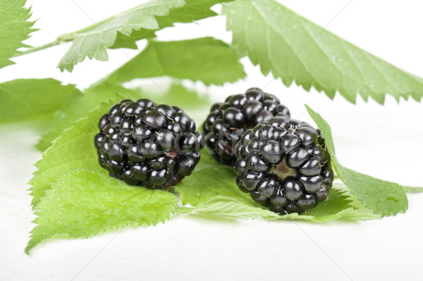 blackberries Stock photo © limpido