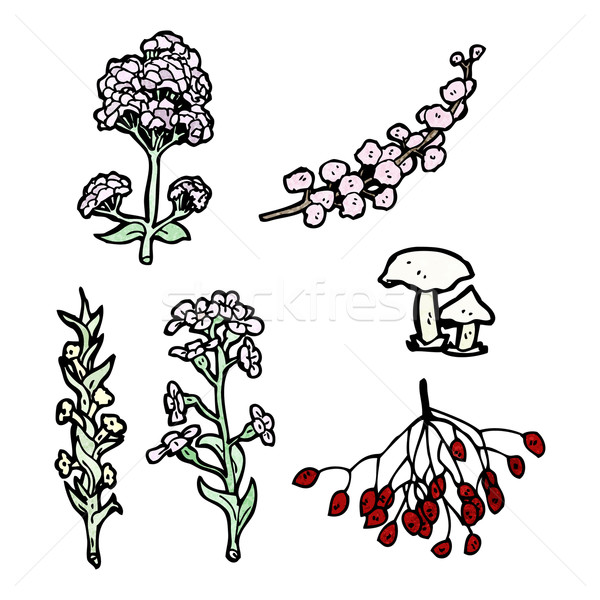 plants illustration Stock photo © lineartestpilot