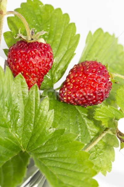 Freshness. Vernal wild strawberry . Stock photo © linfernum