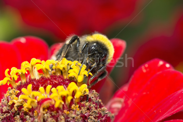 Szorgalmas poszméh virágok fekete szeretet természet Stock fotó © linfernum