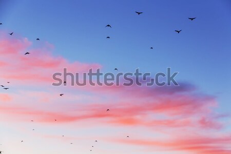 Sunset with shape of birds. Stock photo © linfernum