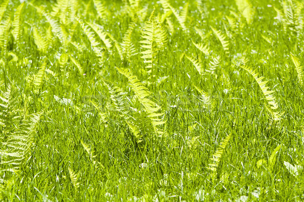Botanical background. Green lawn with ferns. Stock photo © linfernum