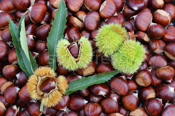 Chestnuts and burrs Stock photo © Lio22