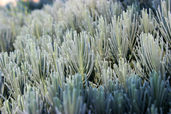 Lavanda foglie abstract foglia giardino Foto d'archivio © Lio22