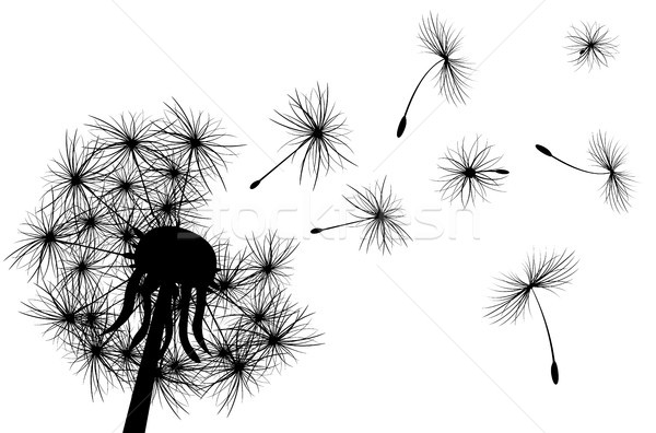 Dandelion, plant Stock photo © liolle