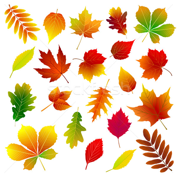 Autumn leaves Stock photo © liolle