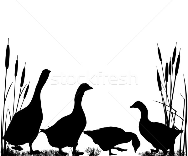 Reeds and goose silhouettes Stock photo © lirch
