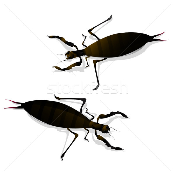 Two large insects Stock photo © lirch
