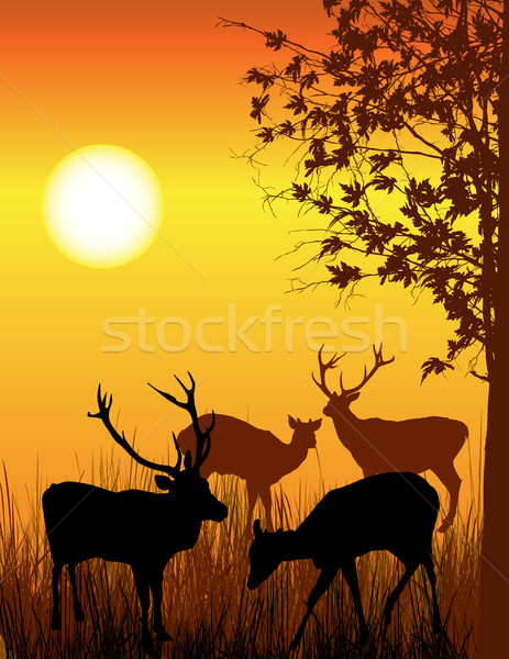 Deer card Stock photo © lirch