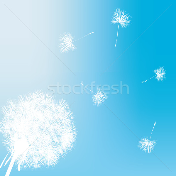 Pitypang ajándékkártya illusztráció virág fény terv Stock fotó © lirch