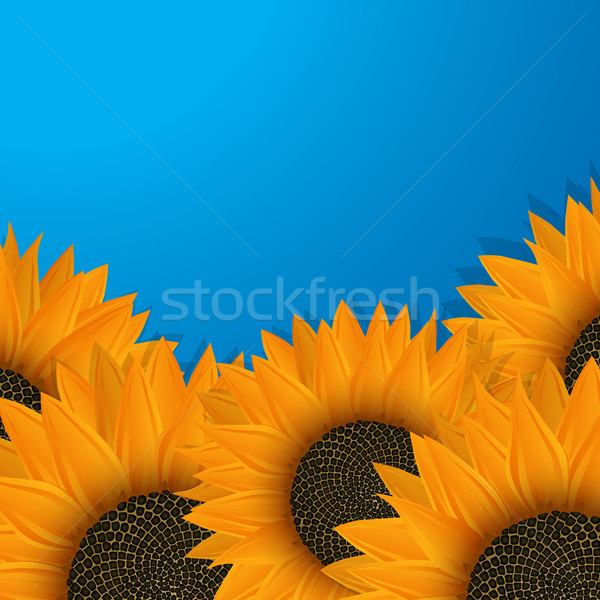 Sunflowers over blue Stock photo © lirch