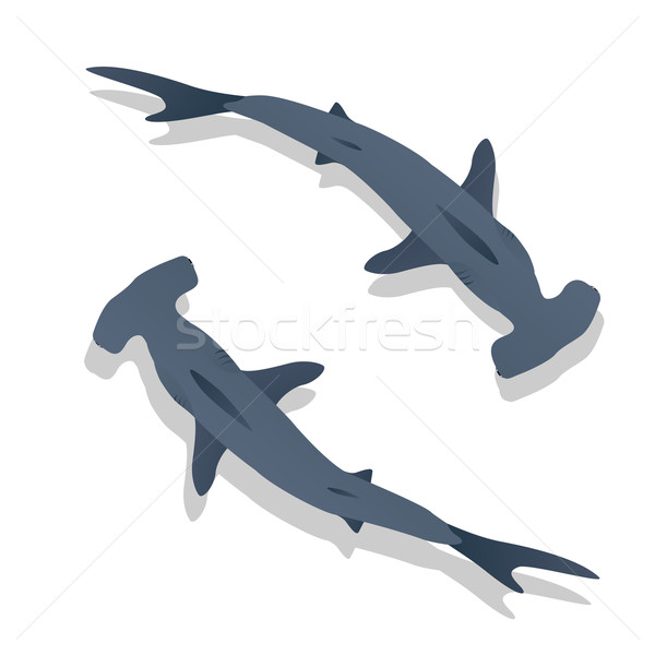 Hammer sharks Stock photo © lirch