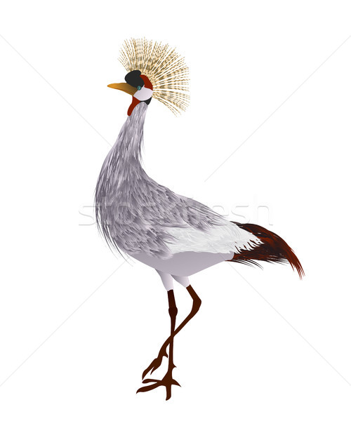 Crowned crane Stock photo © lirch