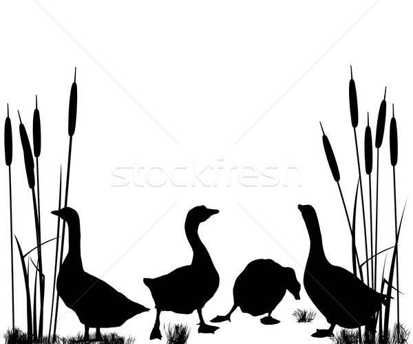 Goose and ducks silhouettes Stock photo © lirch