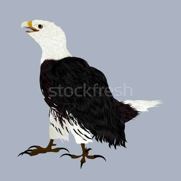 American eagle Stock photo © lirch
