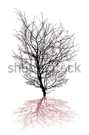 Resumen árbol silueta sin hojas sombra aislado Foto stock © lirch