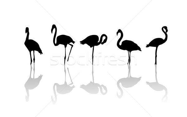 Flamingo birds Stock photo © lirch