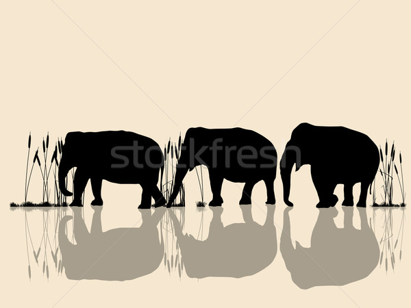 Elephants crossing water Stock photo © lirch