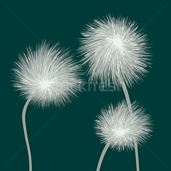 dandelions Stock photo © lirch