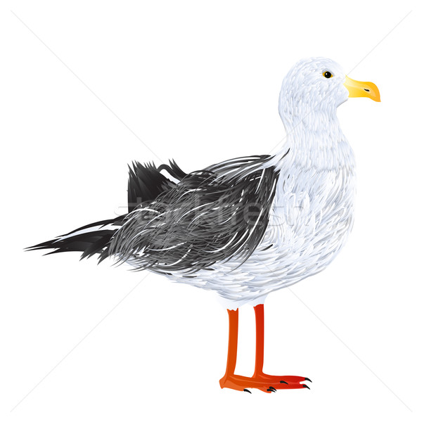海鷗 插圖 常設 性質 羽毛 打印 商業照片 © lirch