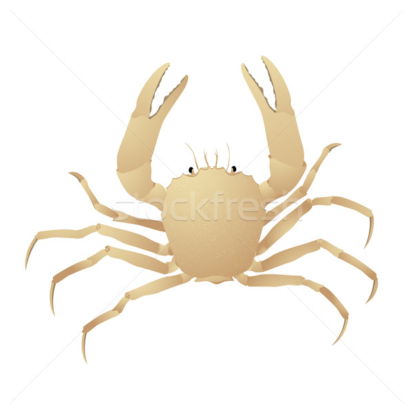 Crab Stock photo © lirch