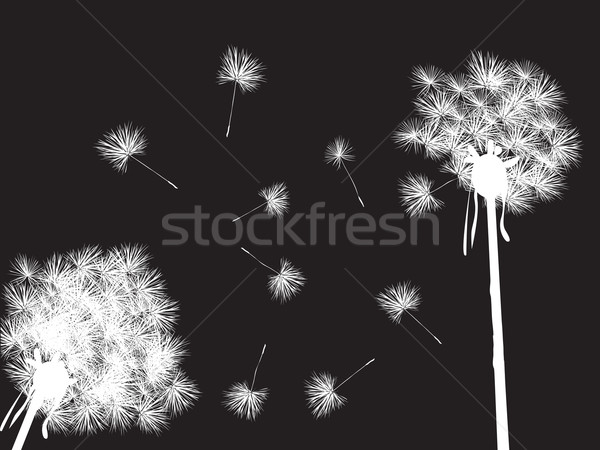 Papadia noapte desktop floare lumina proiect Imagine de stoc © lirch
