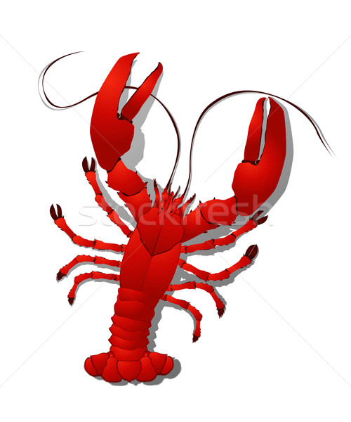 Rouge homard détaillée illustration objets isolés blanche Photo stock © lirch