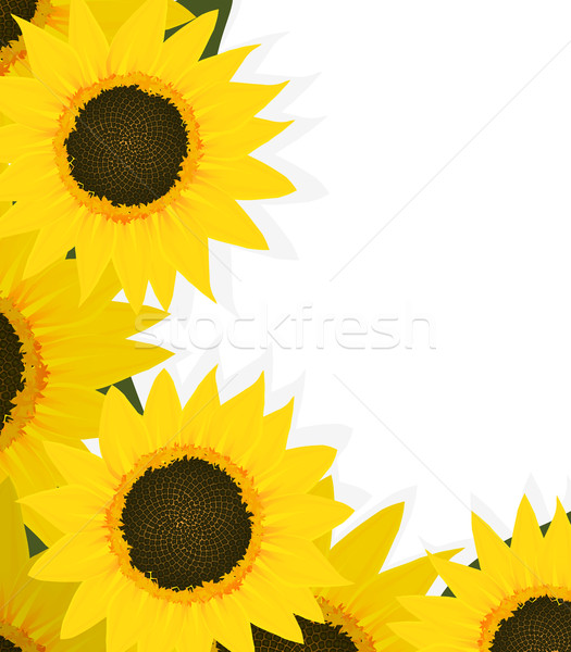 Floarea soarelui colţ floarea-soarelui proiect spatiu copie frunze Imagine de stoc © lirch