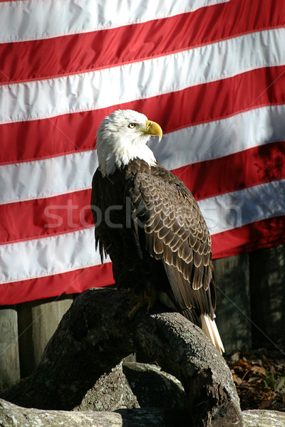 アメリカン イーグル はげ アメリカンフラグ 鳥 羽毛 ストックフォト © lisafx