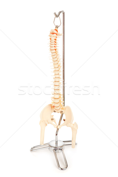 Model insan omurga plastik ölçek sinirler Stok fotoğraf © lisafx