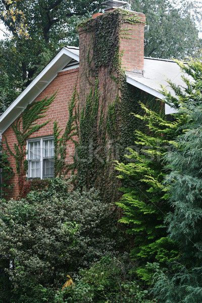 常春藤 覆蓋 房子 美麗 磚 殖民 商業照片 © lisafx