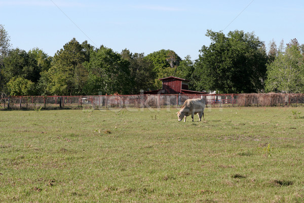 Farm Life Background - Cow Stock photo © lisafx