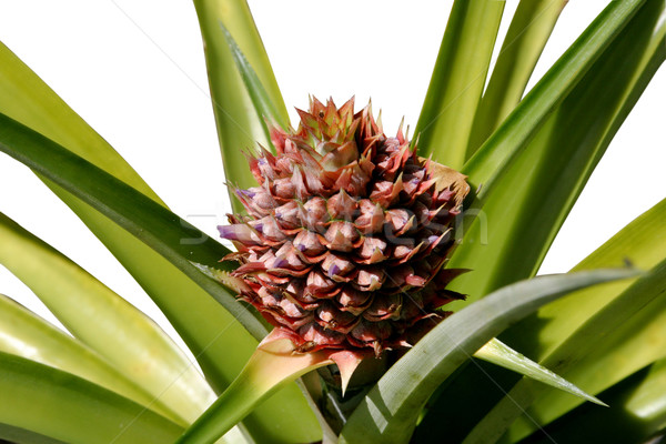 Groeiend ananas plant vruchten gezondheid achtergrond Stockfoto © lisafx