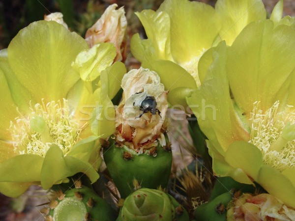 Käfer Kaktus Blume schwarz Insekt Geburt Stock foto © lisafx
