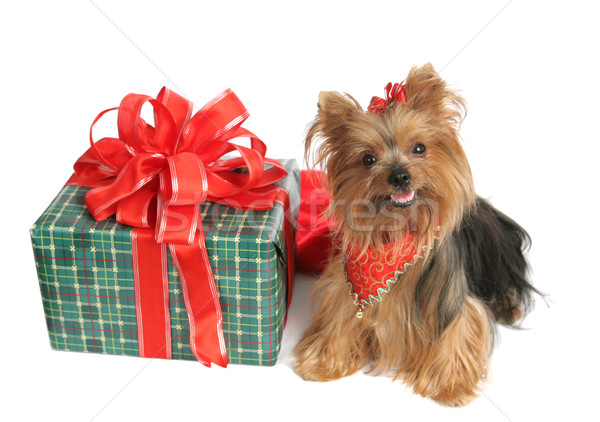 Yorkie with Christmas Gift Stock photo © lisafx