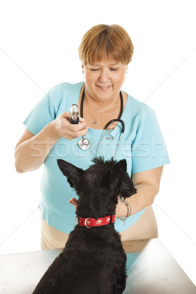 Female Veterinarian Stock photo © lisafx