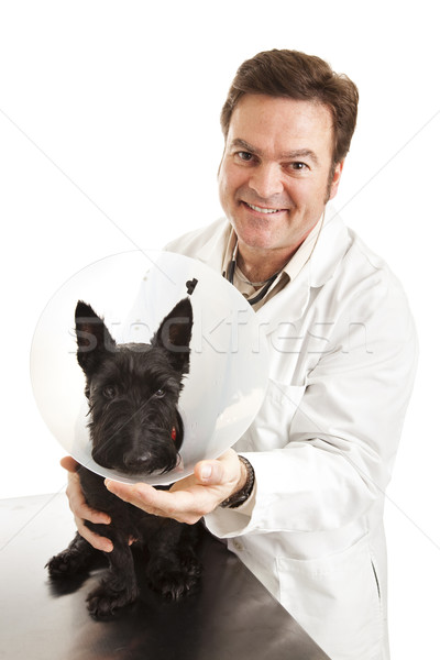 Vet with Dog in Protective Collar Stock photo © lisafx